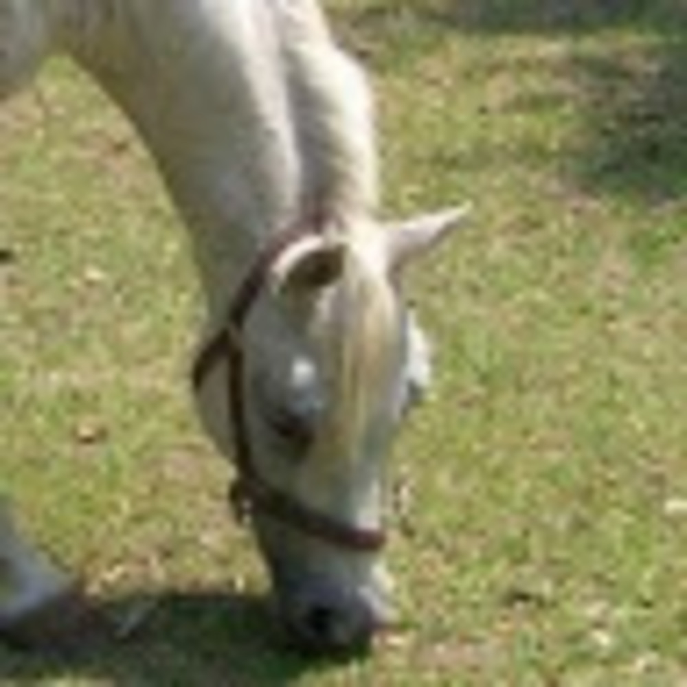 Meet your Posher, Chelsea